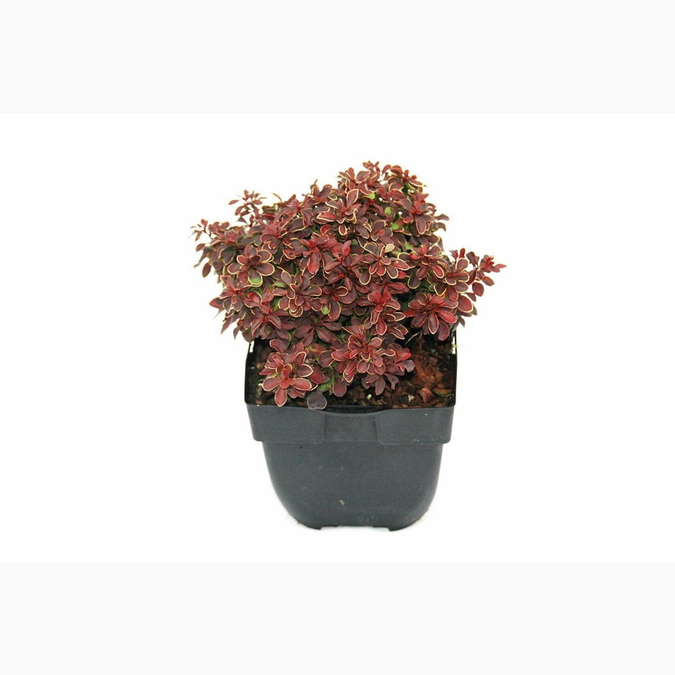 Berberis – Berberis thunb. 'Admiration' - C2
